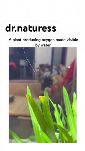 Plant Produce OXYGEN Turns Visible in Water