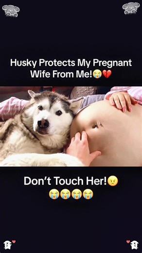 Dogs Supporting Pregnant Mothers: The Perfect Companions