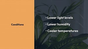 Best Indoor Plants for Winter