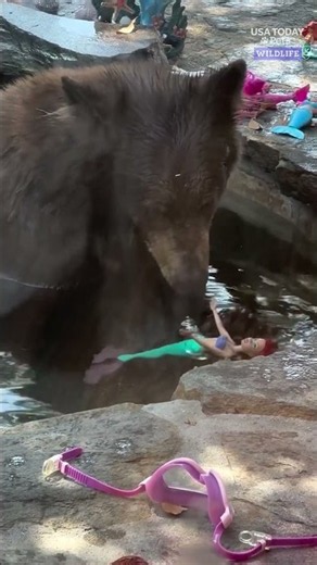 Bear caught playing with mermaid doll in adorable backyard encounter. See the video.