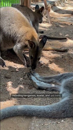 Kangaroo Island Wonders | Wildlife, Beaches & Travel Guide