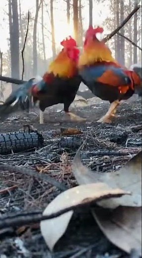 Majestic Display of Wild Roosters: A Close-Up Wildlife Encounter🐓 #shortsfeed#animals#rooster#birds