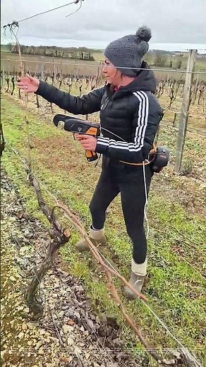 How a Branch Tensioner Streamlines Canopy Management