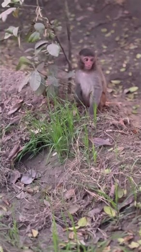 Baby monkey angry today#shortvideo #viral #monkey #wzanimals #shorts
