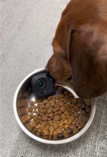 Incredible Dog Moments with Insta360