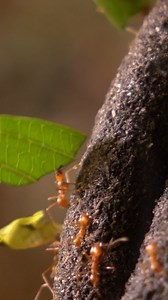 Happy #WorldAntDay  You may have already come across these armies of...