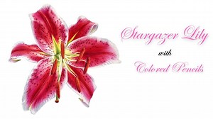 Stargazer Lily- Colored Pencil tutorial | Neha Subramaniam | Skillshare