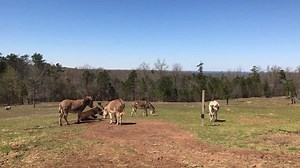 Peaceful moments with our donkey families out in the pasture ❤️ | Full Circle Farm Sanctuary