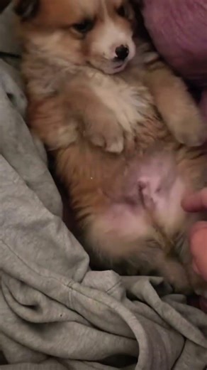 Adorable puppy #shots