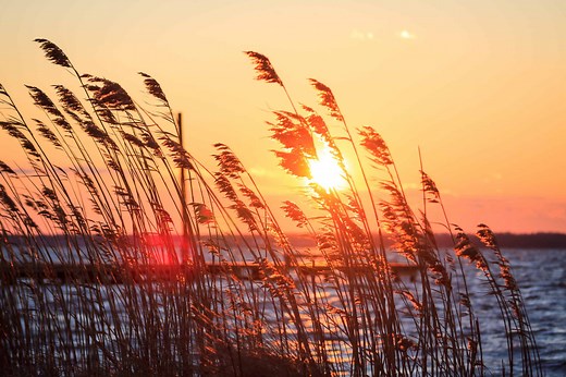 Duck Hunting Season in New Jersey: Season Dates, Bag Limits, and More