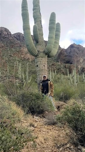 Just give us 3 hours on our 'Tucson Highlights Tour' and you'll fall in love with Tucson....🌵💚 | Tucson Local Tours