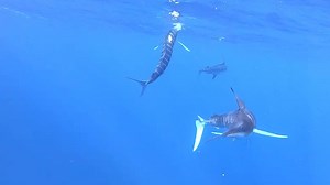 There's a few marlin about!! Here's some cool footage I've put together along with the tips on how to catch 'em and improve your hook up rate. Enjoy!! ....plenty more availible at ultimatefishing.tv Shimano Fishing New Zealand @SHIMANO Australia Fishing | Matt Watson