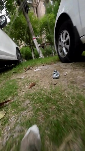 Cats Doing Parkour: Adorable Cat Stunts and Tricks