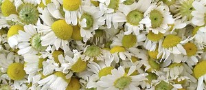 Manzanilla dulce o amarga. ¿Cuál es la diferencia? - Ecoherbes