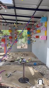 Birds Colony 🥰❤️❤️ #lovebirds #birdlovers #birds #birdwatching | Forest Aviary