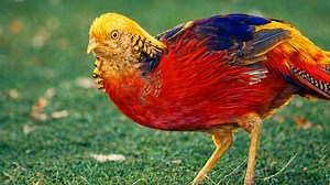 I colori di questo uccello mi hanno colpito subito