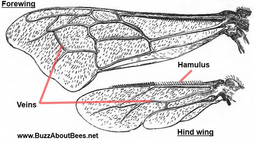 How Many Wings Does a Bee Have? How Do Bees Use Their Wings?