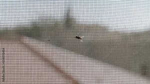 Close up on common house fly walking on mesh insect net on window frame. Small bug fly looking for an exit to leave and go outdoor out of the house or apartment in city or countryside