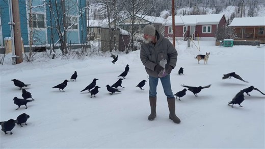Meet Dawson City's raven whisperer