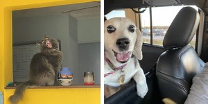 24 Pets Doing What They Do Best And Being Goobers