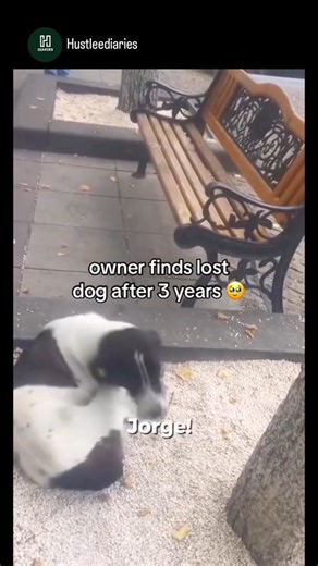 Motivation | Growth | News | Jorge, a dog from Tbilisi, Georgia, was reunited with his owner, Giorgi Bereziani, after being missing for almost three years. Jorge... | Instagram