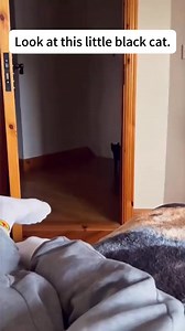 Kittens behaviour #cat #catsoftiktok #funnyvideos #cutecat #fyp #pet #kittenlife | Cat Funny Videos 018