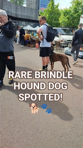 🏰🇧🇪Rare Brindle Dog Found at Flea Market! 🐕🇧🇪 #tournai
