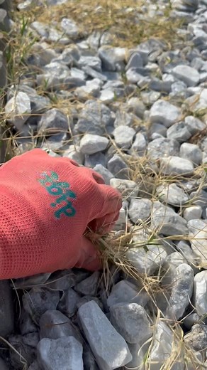 292K views · 7.2K reactions | Natural WEED killer! Works immediately! But beware it will kill everything including your crops so spray carefully around your garden. Comment WEEDS for a direct link of the vinegar I used  to your DM  1 gallon 30% vinegar# 6 TBSP Salt 2 TBSP soap #gardeningtips #naturalweedkiller #vinegaruses #gardenobsessed #organicgardening #organicgardeners | Organicfarmergirl | Facebook