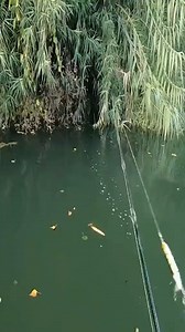 47K views · 207 reactions | pesca abile | GRECIA | Facebook