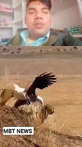 Hawk vs cheeta 😭😭😭#videoreels #trendingreelsvideo #reactionvideo #trendingpost #trendingnow #short #MBTNewsc #viralreelschallenge2025viralreelschallengejaiviralreelschallengeviralreelschallenge | MBT News c