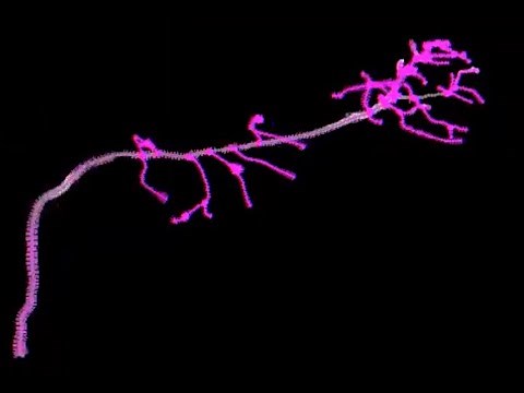 How to... use SNT to segment neurons