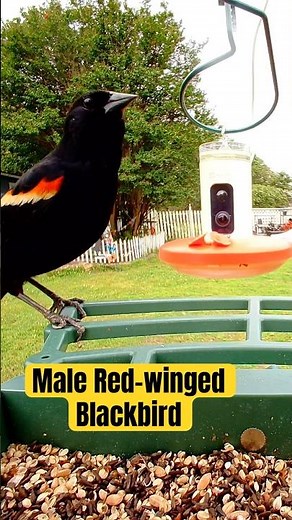 Flash of Red! Stunning Male Red-winged Blackbird Visits Molly's Firehouse