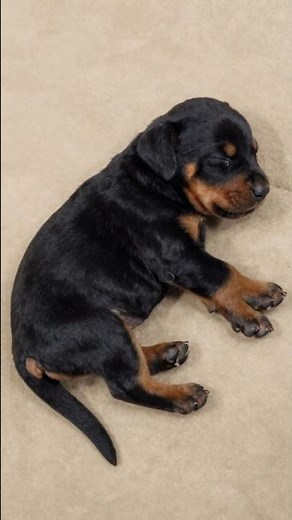 Doberman Puppies: Black, Red, Blue & Isabella 🐾🔥