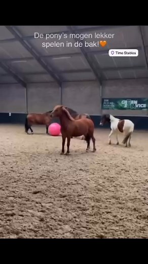 De pony’s mogen lekker spelen in de bak!🧡 #Timestables | Time Stables