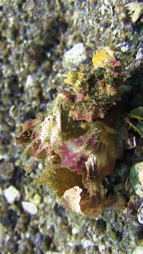 7.6K views · 71 reactions | Spiny Devilfish wp Otggx #nature #ocean #fish | PreeOcean | Facebook