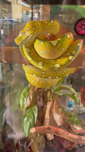Beautiful hatchling Green Tree Python #snake #python #terrarium