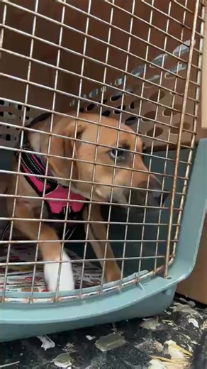 Knox-Whitley Humane Association on Reels