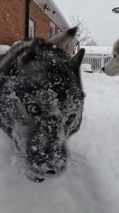 They go crazy for the snow! | Gone to the Snow Dogs