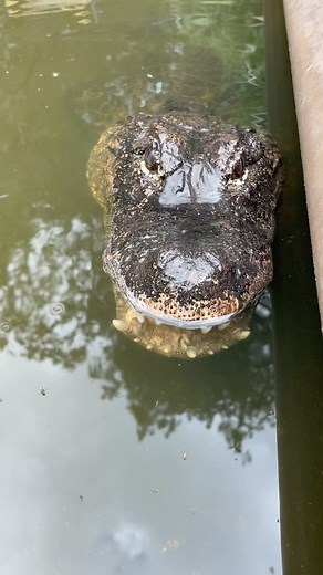 Kyle Asplundh | Chang the adult male Chinese alligator surfacing for the first time in his new “small” enclosure (25’x20’) with a 5’ deep pond section as... | Instagram