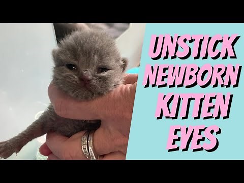 Newborn kitten’s eyes stuck shut? Do this.