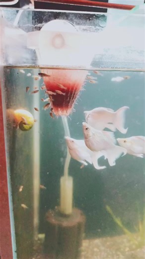 PKBM #dreaquatics #antipolofishkeeper #balloonmolly #pkbm #fyp #xyzcba