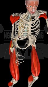Cadio sai dễ tổn thương xương khớp #gymbaobang | GYM BẢO BẰNG