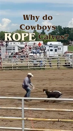 Why Do Cowboys Rope Calves? #TaylorDouglas #shorts