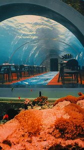 A surreal world where gourmet cuisine meets the mesmerizing marine life of the Maldives 🍽 📷: @hurawalhi 📍5.8 Undersea Restaurant #Maldives #VisitMaldives #SunnySideofLife #MaldivesUnderwater #UnderWaterDining | Visit Maldives