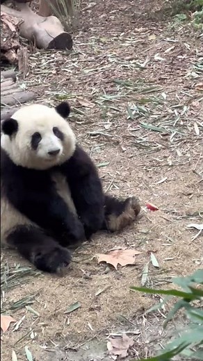 Giant Panda HuaHua
