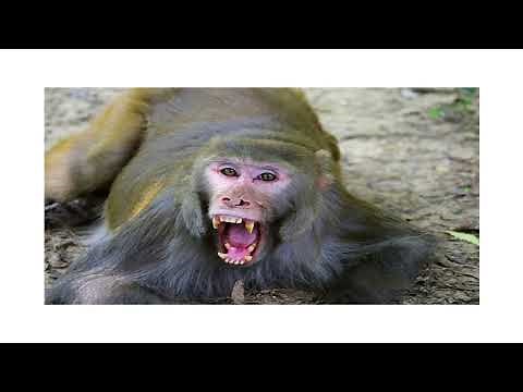 1 Hour of Silence Occasionally Broken By Angry Monkey Sounds | ProSounds