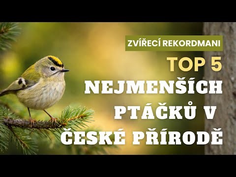 TOP 5 nejmenších ptáčků v české přírodě
