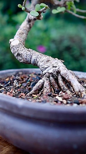 Dwarf Jade Pruning #portulacariaafra #dwarfjade | The Urban Nemophilist