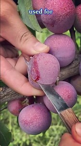 Why Damson Plums Are So Special