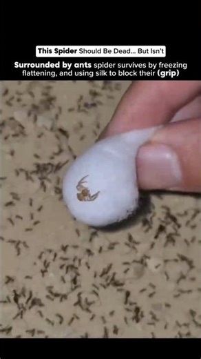 Spider vs Ant Army 😳